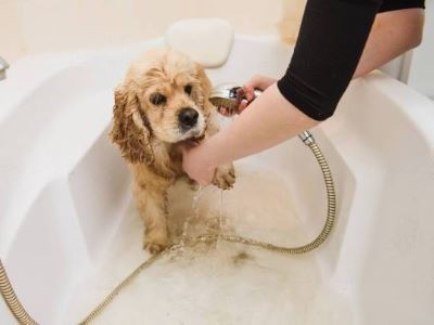 how often should i groom my dog