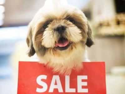 Reasons for selling dogs Reasons for selling dogs