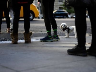 dog-ignore-strangers