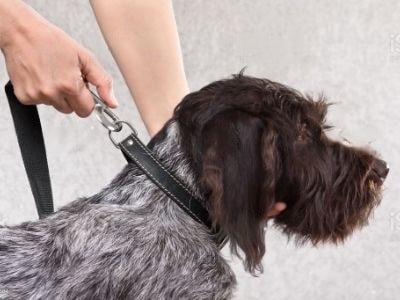 double-clip-dog-lead