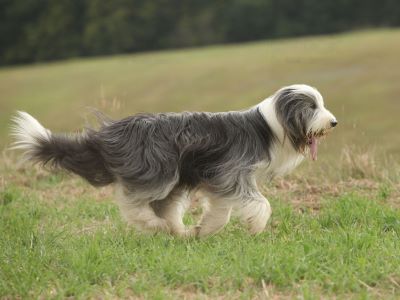 long hair dog