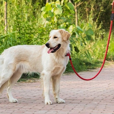 nuoshen dog slip lead