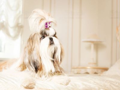 silky hair silky hair