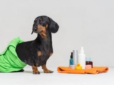 my-dog-has-a-sore-bum-what-can-i-put-on-it my-dog-has-a-sore-bum-what-can-i-put-on-it