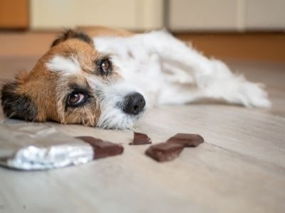 dog-chocolate-poisoning-symptoms