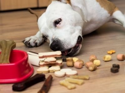why-are-dogs-so-greedy why-are-dogs-so-greedy