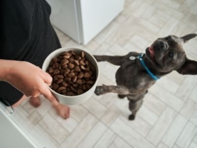 dog-hungry-all-the-time dog-hungry-all-the-time