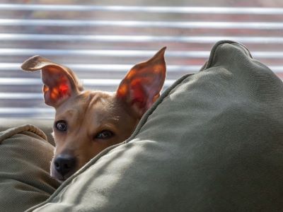 your canine is sensing something up there your canine is sensing something up there