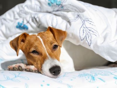 your dog likes to burrow your dog likes to burrow