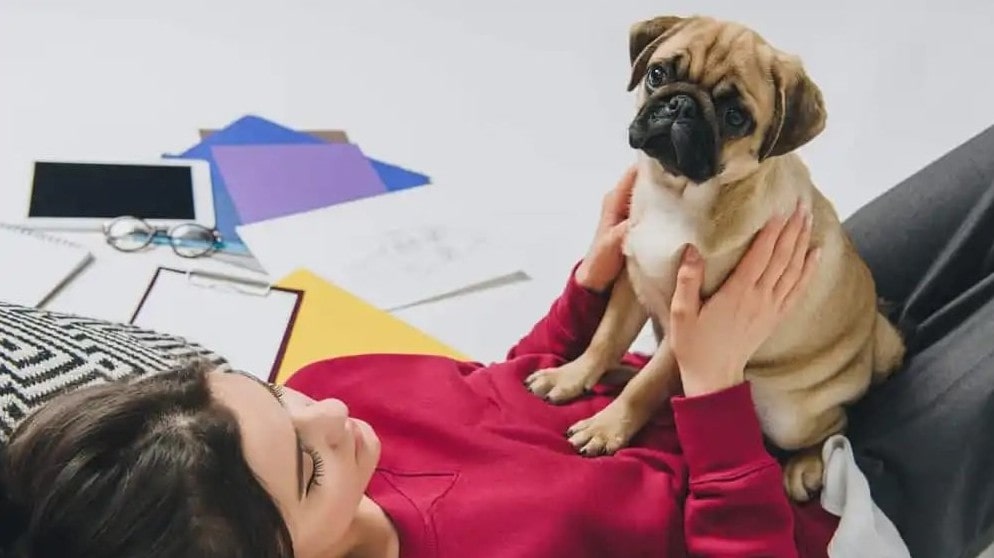 dog standing on owner 