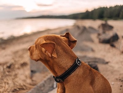 Pros and Cons of Faux Leather Dog Collars
