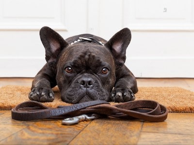 Pros and Cons of Leather Dog Collars