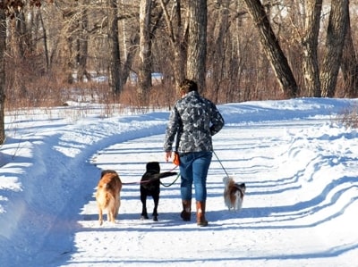 Risks of starting a dog walking business Risks of starting a dog walking business