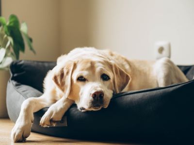 ageing dog ageing dog