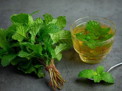 Benefits of feeding Mint to the dog Benefits of feeding Mint to the dog