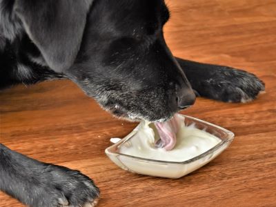  dogs eat yoghurt