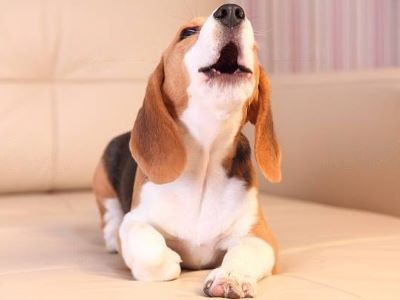 dog barking dog barking