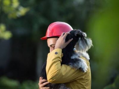 dog feel safe and protected dog feel safe and protected