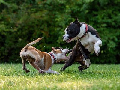 Zoomies in dogs Zoomies in dogs