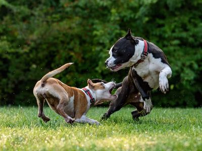 Zoomies in dogs