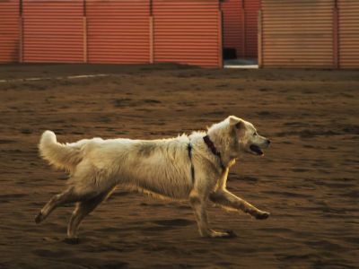 How To Calm a Dog Having Zoomie How To Calm a Dog Having Zoomie