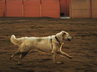 do dogs outgrow zoomies