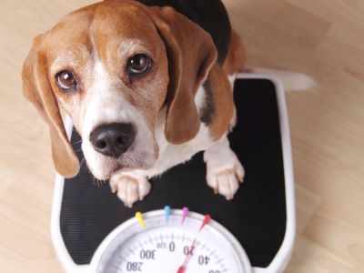 extreme weight loss extreme weight loss