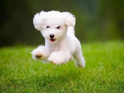 how do i know i am feeding my puppy enough how do i know i am feeding my puppy enough