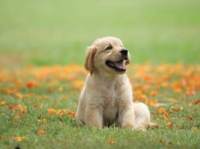 how much should I feed my puppy how much should I feed my puppy