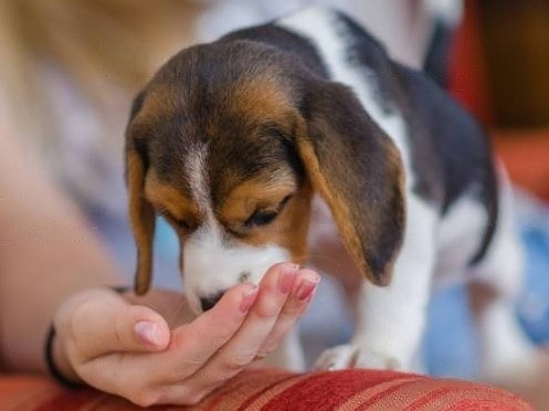 monitor your dog monitor your dog