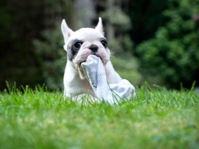dog-nibbles-on-cloth