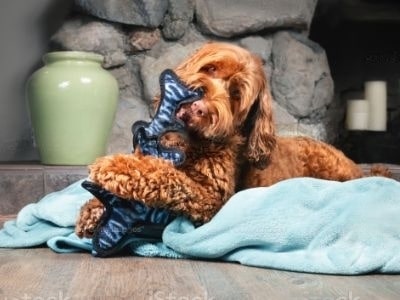 dog-nibbles-my-clothes dog-nibbles-my-clothes