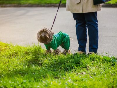 dog-poops-on-walk dog-poops-on-walk