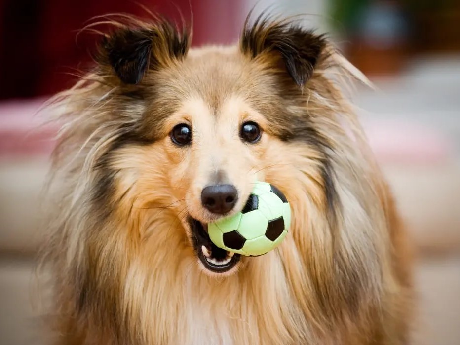 Dog ready for playtime 