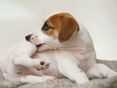 itching in dogs Itching in dogs