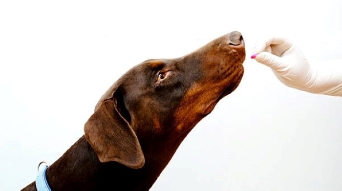 can my dog have Benadryl dog having medicine