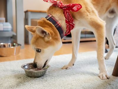 how-often-feed-dog how-often-feed-dog
