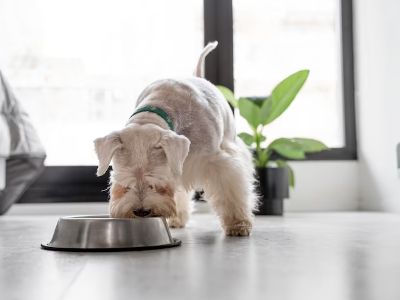 what-times-should-i-feed-my-dog what-times-should-i-feed-my-dog