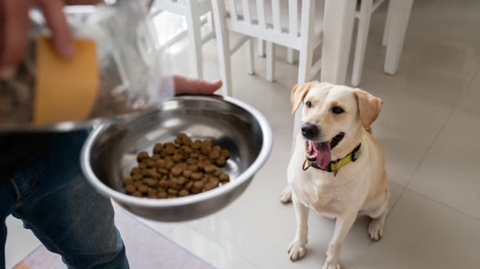 Best Time To Feed Dog How Often Should You Feed A Dog WeWantDogs