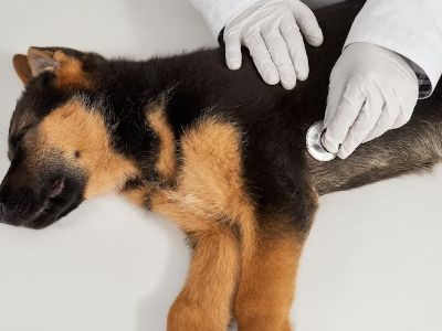 what-is-bloat-in-dogs