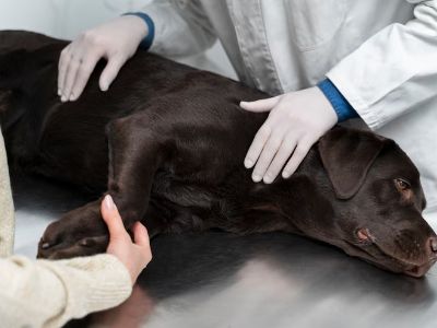 how-to-help-a-bloated-dog