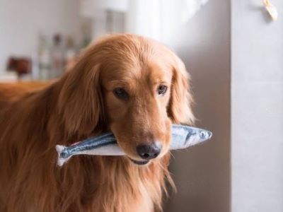can dog have haddock can dog have haddock