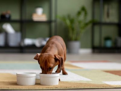 dog-eats-cockles dog-eats-cockles