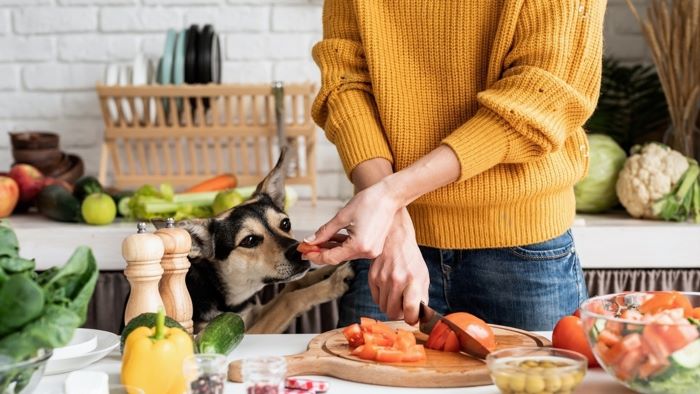 View of Can Dogs Eat Tomatoes? Quench Your Curiosity Now! - WeWantDogs