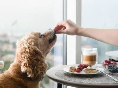 can dogs have babybel cheese can dogs have babybel cheese