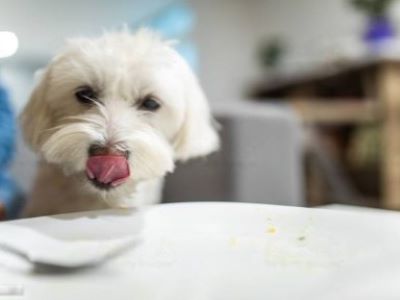 Dogs Eat Biscoff