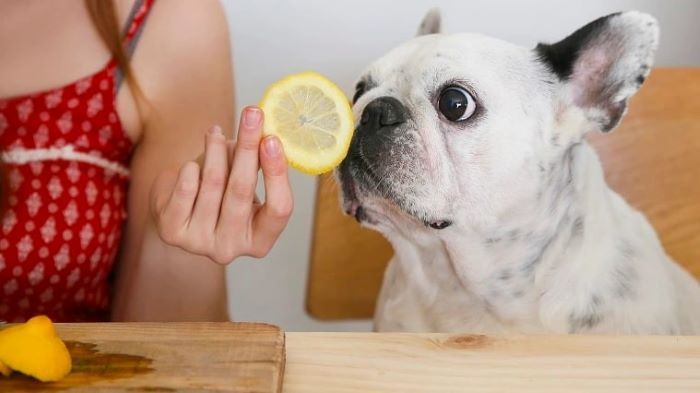 Can dogs eat lemon?
