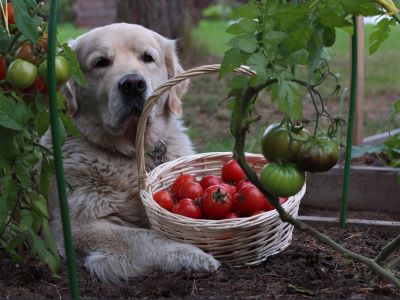 can dogs have tomatoes