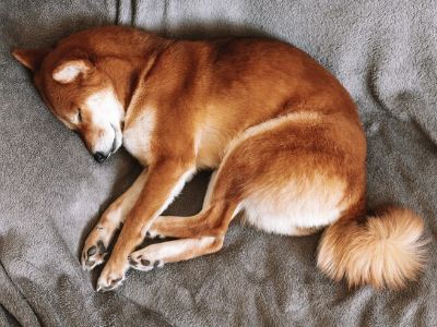 Female Dog Wet Dreams Female Dog Wet Dreams