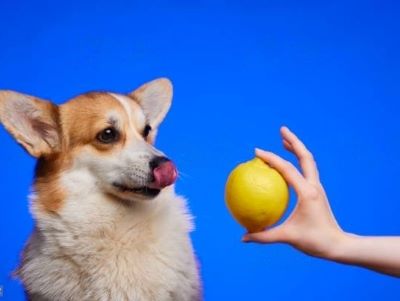 can you give lemon to your dog?